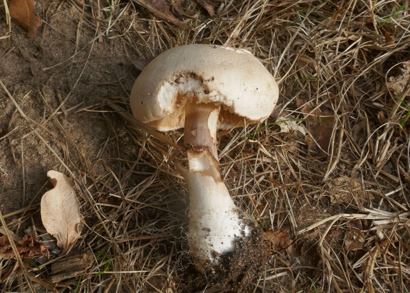 Photo © Jackie Ewan Leucoagaricus cf. carneifolius by Jackie Ewan